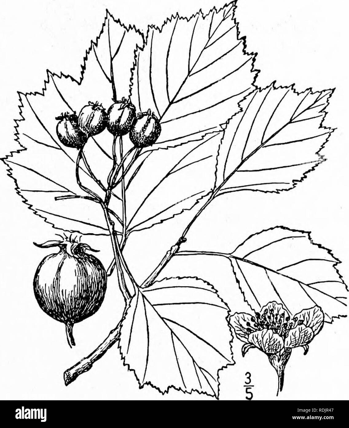 . An illustrated flora of the northern United States, Canada and the British possessions, from Newfoundland to the parallel of the southern boundary of Virginia, and from the Atlantic Ocean westward to the 102d meridian. Botany; Botany. Genus 6. APPLE FAMILY. 315 Fig. 2388.. 54- Crataegus pniinosa (Wendl.) K.Koch. Waxy-fruited Thorn. C, populifolia Ell. Bot. S. C. &amp; Ga. 1 : i;=;i. 1S21. Not Walt. Mespilus pruinosa Wendl. Flora 6: 700. 1823. C. pruinosa K. Koch. Hort. Dend. 168 1853. C. Porteri Britten, Bull. N. Y. Bot. Gar. i : 5 : 448. I goo.  A shrub or tree, sometimes 20° high, with asc Stock Photo