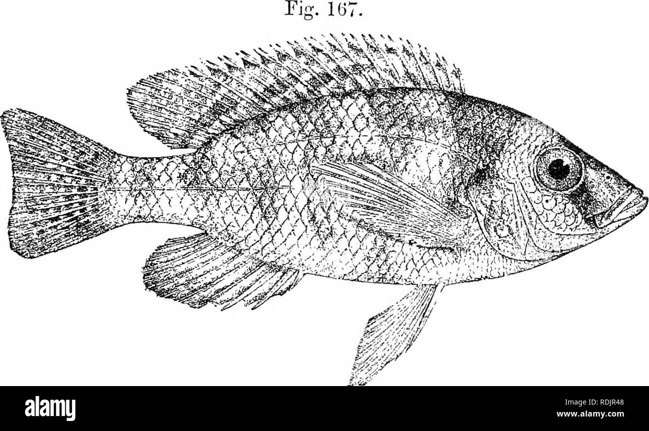 . Catalogue of the fresh-water fishes of Africa in the British museum (Natural history) ... Fishes; Freshwater animals. TILAPIA. L'49 80. TILAPIA JOHNSTOXLL Cliromis johistoni, GUutli. Proc. Zool. Soc. 1893, p. G22, pi. llv. %. A. Chromis subocidans, part., Giiiith. t. c. p. 621, fig. B. ' Tilapiajohnstom, part., Boulong. Tr. Zool. Soc. Tv. 1898, p. 4, and P,oc. Zool. Soc. 1899, p. 130. AMatotilapia johnstoni, part., Pellegr. Mem. Soc. Zool. France, xvi. 1904, p. 303. Depth of body nearly equal to length of head, 2f to 31 times in total length. Hfad twice as long as broad; snout rounded, with  Stock Photo