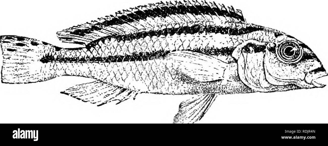 . Catalogue of the fresh-water fishes of Africa in the British museum (Natural history) ... Fishes; Freshwater animals. 246 CICHLID.E. 77. TIL APIA AURATA. Chromis auratus, Bouleng. Ann. &amp; Mag. N. H. (6) xix, 1897, p. 155. TUapia aurata, Bouleng. Tr. Zool. Soe. xv. 1898, p. 4, and Proc. Zool. Soc. 1899, p. 137, pi. xii. fig. 3 ; Pellegr. Mem. Soe. Zool. France, xvi. 1904, p. 343. Depth of body 3f times in total length, length of head of times. Head twice as long as broad, with strongly curved upper profile ; snout as long as broad, shorter than postocnlar part of head ; eye 4 times in leng Stock Photo