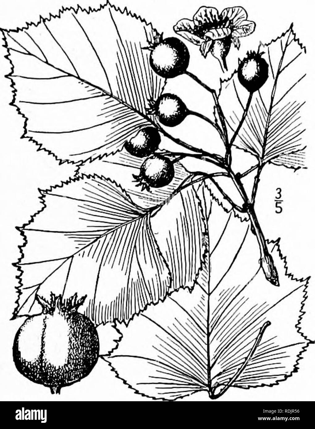 . An illustrated flora of the northern United States, Canada and the British possessions, from Newfoundland to the parallel of the southern boundary of Virginia, and from the Atlantic Ocean westward to the 102d meridian. Botany; Botany. Genus 6. APPLE FAMILY. 313 48. Crataegus rugosa Ashe. Fig. 2382. Fretz's Thorn. C. rugosa Ashe, Journ. E. Mitch. Soc. if : 5. 1900. C. deltoides Ashe, Journ. E. Mitch. Soc. 17=: 19. 1901 C. rustica Beadle, Bilt. Bot. Stud, i&quot;: 122. 1902. A shrub or tree, sometimes 20° liigh, with ascending branches. Leaves broadly ovate, i'-2i' long, i'-2|' wide, acute or  Stock Photo
