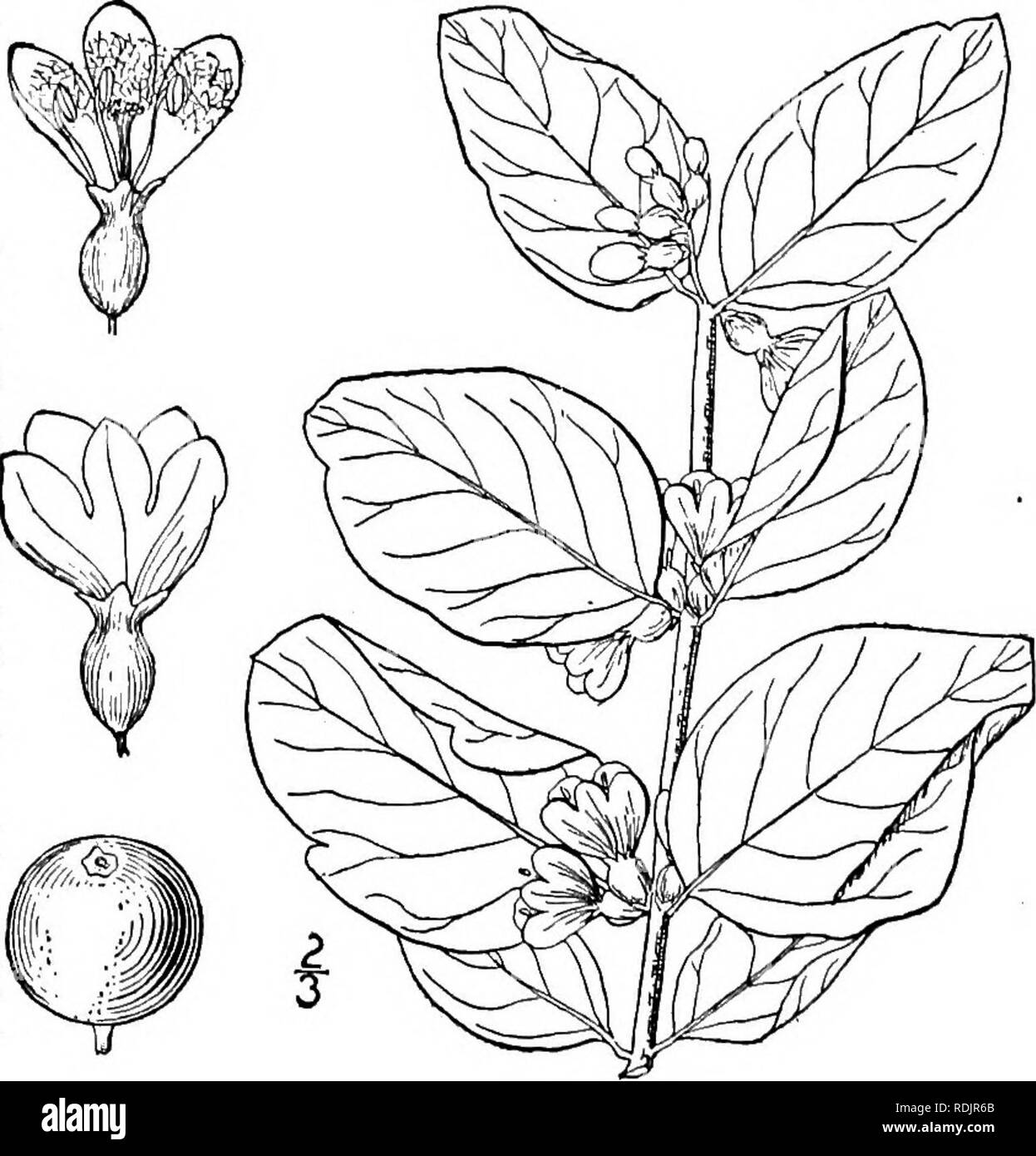 . An illustrated flora of the northern United States, Canada and the British possessions, from Newfoundland to the parallel of the southern boundary of Virginia, and from the Atlantic Ocean westward to the 102d meridian. Botany; Botany. other with a single oblong seed. Endosperm fleshy; embryo cylindric. vius for Linnaeus, with whom the plant was a favorite.] Three or four species, of the north temperate zone. Type species: Linnaea borealis L., of Europe. i. Linnaea americana Forbes. Twin-flower. Ground-vine. Deer-vine. Fig. 3975. Linnaea americana Forbes, Hort. Woburn. 135. 1825. L. borealis  Stock Photo