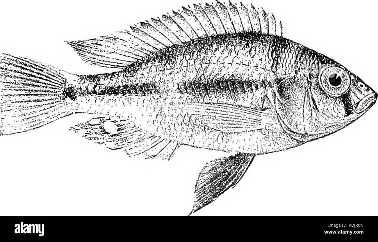 . Catalogue of the fresh-water fishes of Africa in the British museum (Natural history) ... Fishes; Freshwater animals. 234 CICHLID.E. 67. TILAPIA LACRIMOSA. Bouleng. Ann. &amp; Mag. N. H. (7) xvii. 1906, p. 450, Fisli. Nile, p. 515, pi. xci. fig. 3 (1907), and Ann. Mus. Genova, (3) v. 1911, p. 73. Depth of body 2^ to 3 times in total length, length of head 3 to oy times. Head 2 to 2^ times as long as broad, snout with straight or slightly convex upper profile, as long as broad, or a little broader than long, as long as eye, which is 3g- to 3^ times in length of head, equals interorbital width Stock Photo
