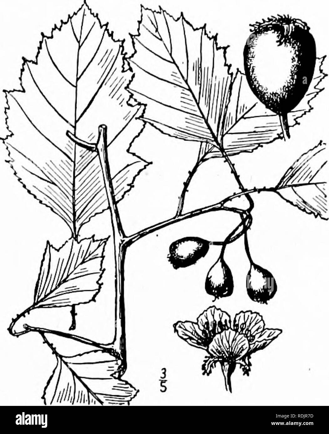 . An illustrated flora of the northern United States, Canada and the British possessions, from Newfoundland to the parallel of the southern boundary of Virginia, and from the Atlantic Ocean westward to the 102d meridian. Botany; Botany. Genus 6. APPLE FAMILY. 309 36. Crataegus straminea Beadle, Alleghany Thorn. Fig. 2370. C. straminea Beadle, Bot. Gaz. 30: 345. 1900. Crataegus intricata Sarg. Rhodora 2: 28. 1901. Not J. Laiige. C. apposita Sarg. Bot. Gaz. 35; 103. 1903. C. Bissellii Sarg. Rhodora 5 : 65. 1903. An irregularly branched shrub, sometimes 10° high, with occasional spines i'-2' long Stock Photo