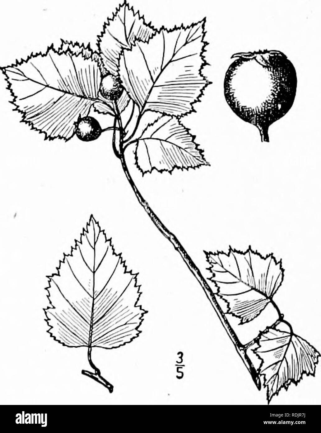 . An illustrated flora of the northern United States, Canada and the British possessions, from Newfoundland to the parallel of the southern boundary of Virginia, and from the Atlantic Ocean westward to the 102d meridian. Botany; Botany. 35. Crataegus populifolia Walter. Poplar-leaved Haw. Fig. 2369. Crataegus populifolia Walt. Fl. Car. 147. 1788. A shrub or small tree, about 15° high, with ascending and spreading branches forming a round crown. Spines slender, '-2' long; leaves deltoid-ovate or oblong-ovate, l'-2l' long, ¥-2' wide, serrate or doubly serrate with acute lobes, acute at the apex Stock Photo