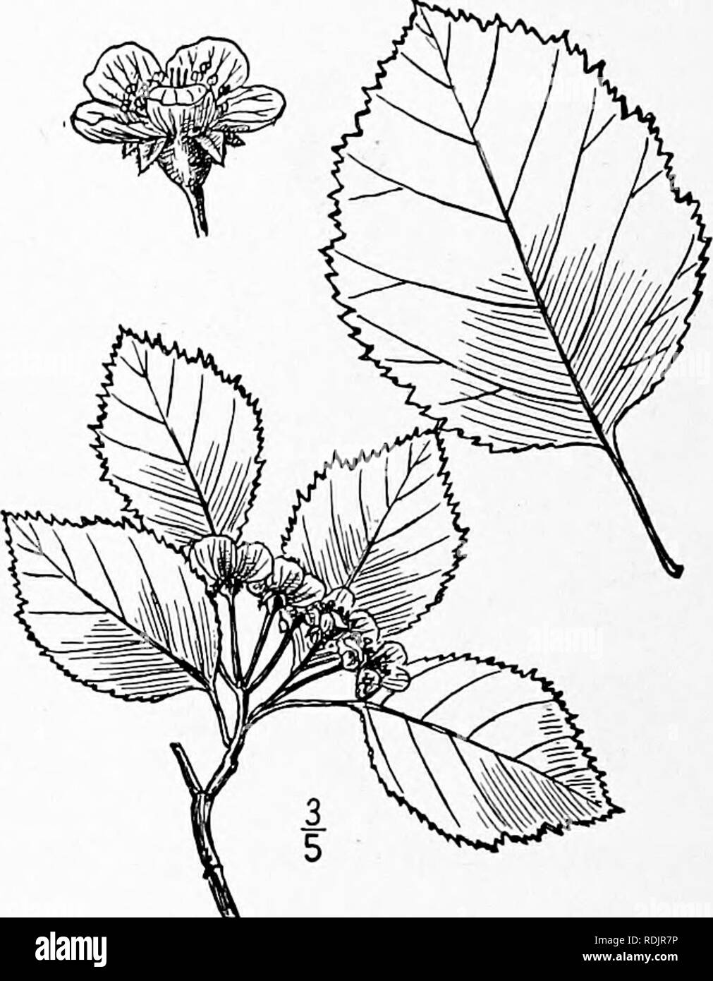 . An illustrated flora of the northern United States, Canada and the British possessions, from Newfoundland to the parallel of the southern boundary of Virginia, and from the Atlantic Ocean westward to the 102d meridian. Botany; Botany. 33. Crataegus Stonei Sargent. Stone's Thorn. Peck's Thorn. Fig. 2367. Crataegus Stonei Sarg. Rhodora 5 : 62. 1903. Crataegus Peckii Sarg. Rhodora 5; 63. 1903. An intricately branched shrub, sometimes 7° high, armed with spines l'-2' long. Leaves oblong to oblong- ovate, i'-2 long, li'-zl' wide, serrate or doubly ser- rate with acute or acuminate lobes toward th Stock Photo