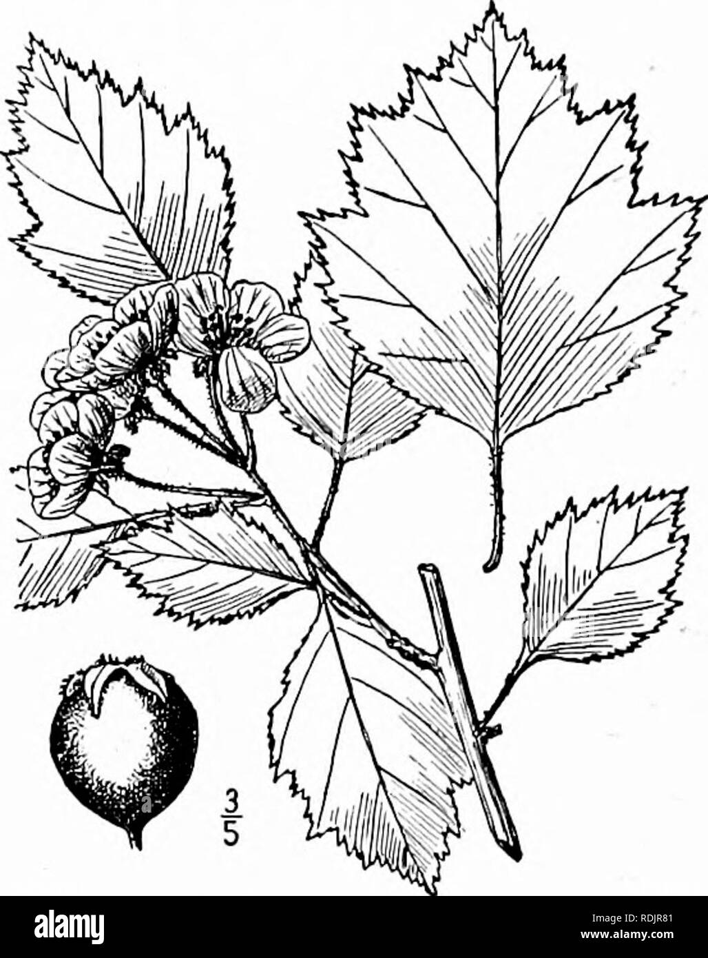 . An illustrated flora of the northern United States, Canada and the British possessions, from Newfoundland to the parallel of the southern boundary of Virginia, and from the Atlantic Ocean westward to the 102d meridian. Botany; Botany. 3o8 MALACEAE. Vol. II.. 33. Crataegus Stonei Sargent. Stone's Thorn. Peck's Thorn. Fig. 2367. Crataegus Stonei Sarg. Rhodora 5 : 62. 1903. Crataegus Peckii Sarg. Rhodora 5; 63. 1903. An intricately branched shrub, sometimes 7° high, armed with spines l'-2' long. Leaves oblong to oblong- ovate, i'-2 long, li'-zl' wide, serrate or doubly ser- rate with acute or a Stock Photo