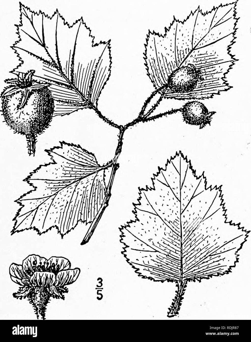 . An illustrated flora of the northern United States, Canada and the British possessions, from Newfoundland to the parallel of the southern boundary of Virginia, and from the Atlantic Ocean westward to the 102d meridian. Botany; Botany. 31. Crataegus nitida (Engelm.) Sargent. Shin- ing Thorn. Fig. 2365. Crataegus viridis nitida Engelm.; Britton &amp; Brown, 111. FI. 2 ; 242. 1897. Crataegus nitida Sarg. Bot. Gaz. 31: 231. 1901. A tree, sometimes 30° high, with ascending and spreading branches forming a broad irregular crown. Spines occasional, i'-2' long; leaves oblong-ovate to oval, I r-3' lo Stock Photo