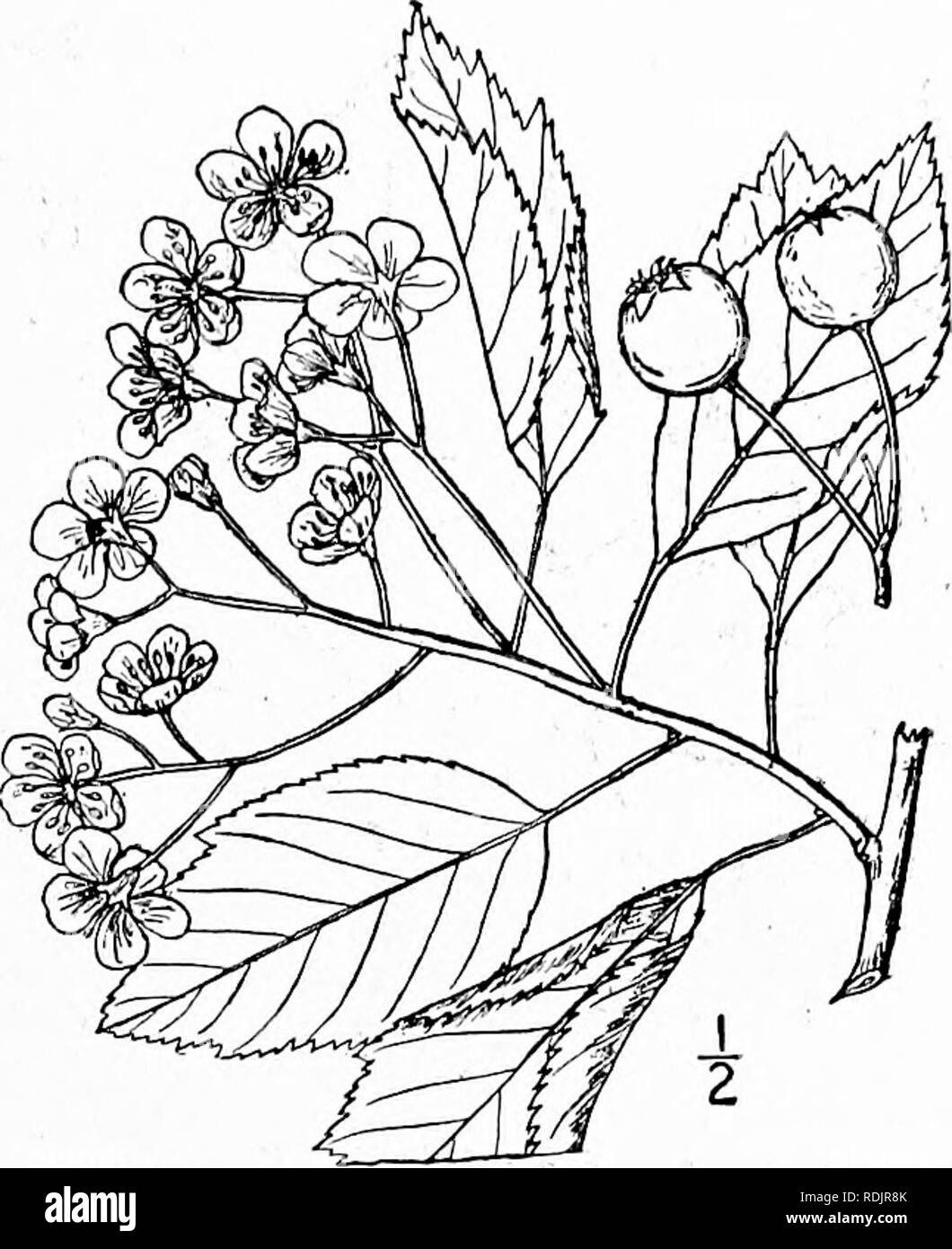 . An illustrated flora of the northern United States, Canada and the British possessions, from Newfoundland to the parallel of the southern boundary of Virginia, and from the Atlantic Ocean westward to the 102d meridian. Botany; Botany. Genus 6, APPLE FAMILY. 397- 30. Crataegus viridis L. Southern Thorn. Fig. 2364. Crataegus viridis L. Sp. PI. 476. 1753. C. arborescens Ell. Bot. S. C. &amp; Ga. i : 550. 1821. A tree, often 35° high, with ascending branches and a broad crown, the bark gray or light orange. Spines rather uncommon, ¥-2' long; leaves oblong-ovate, acute, acuminate or even obtuse a Stock Photo