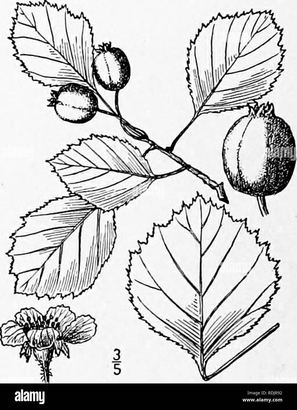 . An illustrated flora of the northern United States, Canada and the British possessions, from Newfoundland to the parallel of the southern boundary of Virginia, and from the Atlantic Ocean westward to the 102d meridian. Botany; Botany. 28. Crataegus Jackii Sargent. Fig. 2362. Jack's Thorn. C. Jackii Sarg. Rhodora 5 : 162. 1903. C. rotundata Sarg. Ont. Nat. Sci. Bull. 4: 61. 1908. A round-topped shrub, sometimes 15° high. Spines numerous, lY-iV long; leaves ovate-orbicular to obovate, acute at the apex, cuneate or rounded at the base, ii'-2i' long, i'-2' wide, doubly serrate, lobes very shallo Stock Photo
