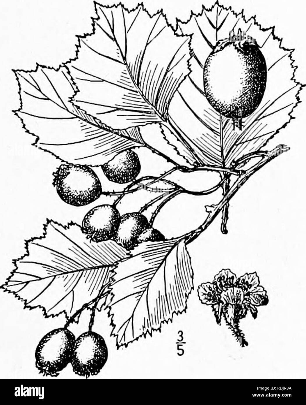 . An illustrated flora of the northern United States, Canada and the British possessions, from Newfoundland to the parallel of the southern boundary of Virginia, and from the Atlantic Ocean westward to the 102d meridian. Botany; Botany. 26. Crataegus Oakesiana Eggleston. Oakes' Thorn. Fig. 2360. C. Oakesiana Eggl. Torreya 7: 35. Feb. 1907. A round-topped shrub or tree, sometimes 20° high. Spines numerous, f'-ii' long. Leaves ovate to broadly ovate, acute or acuminate at the apex, gradually or abruptly cuneate at the base, doubly serrate towards the apex, i'-2f' long, i'-2i' wide, slightly pube Stock Photo