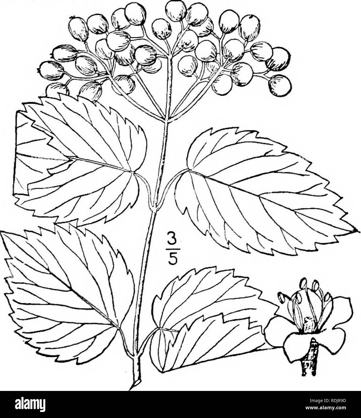 . An illustrated flora of the northern United States, Canada and the British possessions, from Newfoundland to the parallel of the southern boundary of Virginia, and from the Atlantic Ocean westward to the 102d meridian. Botany; Botany. Genus 2. HONEYSUCKLE FAMILY. 5. Viburnum pubescens (Ait.) Pursh. Downy-leaved Arrow-wood Fig. 3961. Viburnum dentatum var. pubescens Ait. Hort. Kew. 1: 372- 1789. V. pubescens Pursh, FI. Am. Sept. 202. 1814. A shrub, 2°-S° high, with numerous straight and slender gray branches. Leaves sessile, or on petioles less than 3&quot; long, ovate or oval, rounded or sli Stock Photo