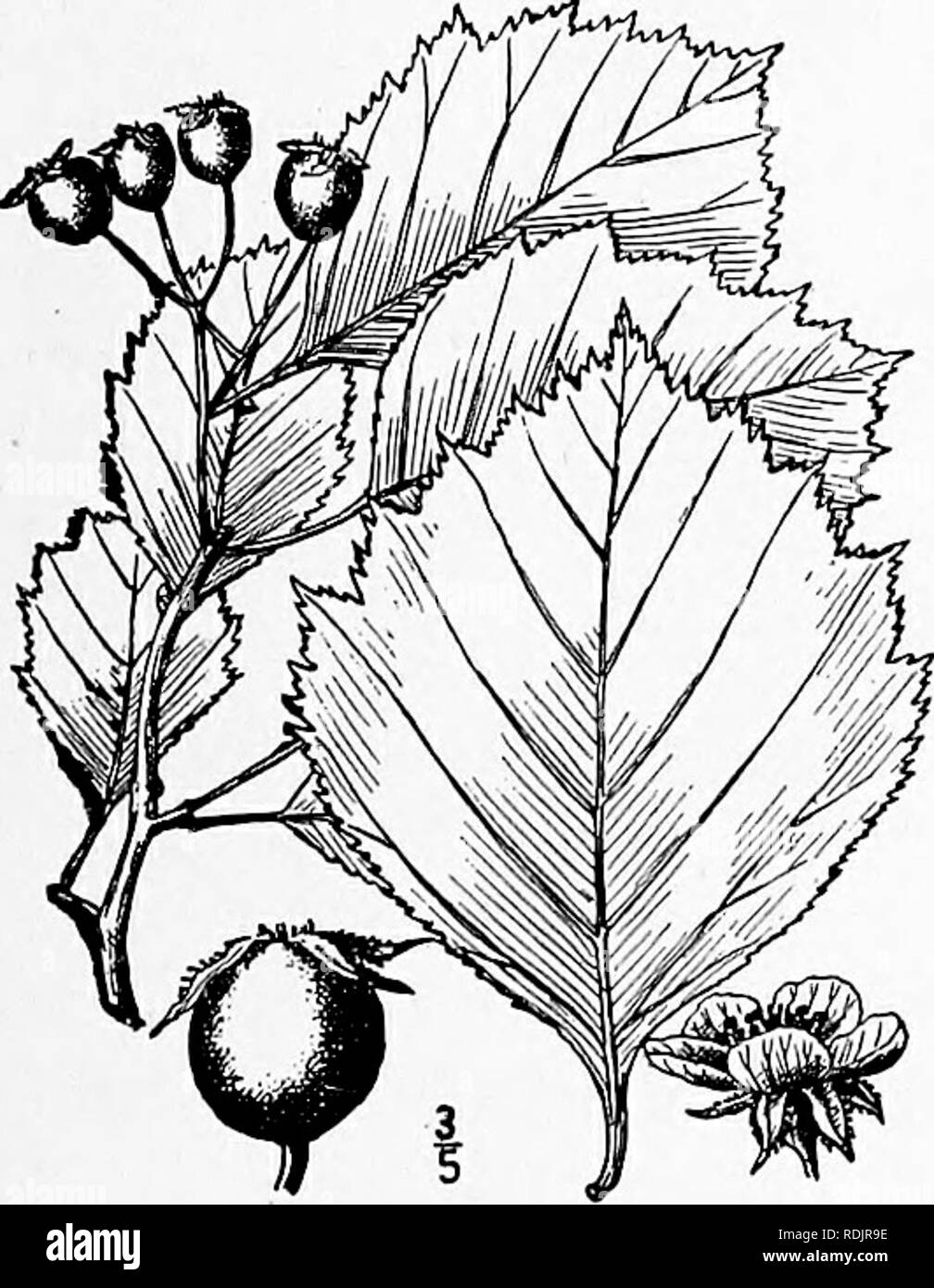 . An illustrated flora of the northern United States, Canada and the British possessions, from Newfoundland to the parallel of the southern boundary of Virginia, and from the Atlantic Ocean westward to the 102d meridian. Botany; Botany. 25. Crataegus Bicknelli Eggleston. Bicknell's Thorn. Fig. 2359. Crataegus rotundifolia var. Bicknellii Eggl. Rhodora lo: yg. 1908. Crataegus Bicknellii Eggl. Bull. Torr. Club 38: 244. 1911. A round-topped shrubby tree, not more than 10° high with numerous stout spines i'-2¥ long. Leaves ovate or oblong-ovate, li'-j' long, ii'-2l' wide, acute at the apex, broadl Stock Photo