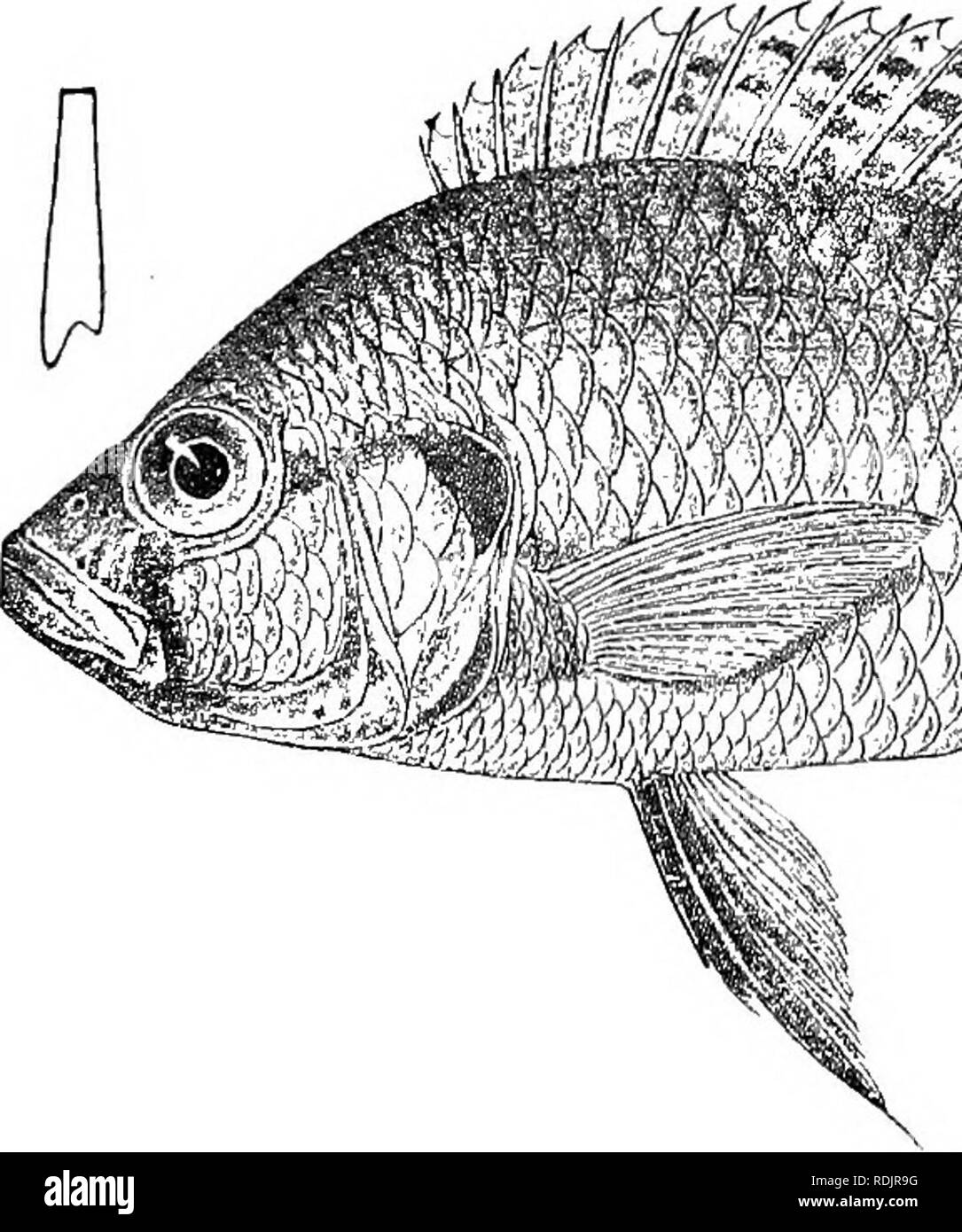 . Catalogue of the fresh-water fishes of Africa in the British museum (Natural history) ... Fishes; Freshwater animals. TILAPIA. 217 5]. TILAPIA BURTONI. Chromis burtord, Guiith. Proc. Zool. Soc. 1893, p. 631, pi. Iviii. fig. C. Tilapia burtoni, Bouleng. Tr. Zool. Soc. xv. 1898, p. .5, Proc. Zool. Soc. 1899, p. 127, and Poiss. Bass. Congo, p. 460 (1901) ; Pellegr. Mem. Soc. Zool. France, xvi. 1904, p. 320. Depth of body 2^ to 21 times in total length, length of head 2f to S} times. Head 2 to 2| times as long as broad; snout with straight or slightly concave upper profile, as long as or a littl Stock Photo