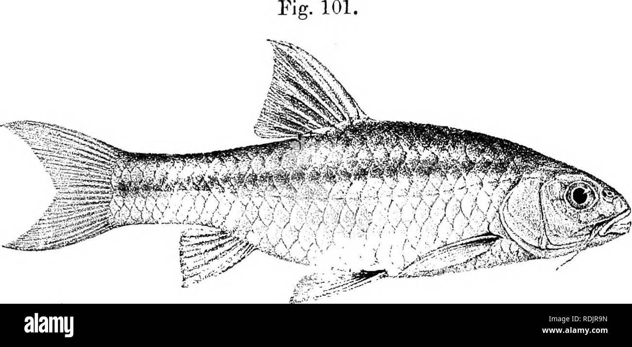 . Catalogue of the fresh-water fishes of Africa in the British museum (Natural history) ... Fishes; Freshwater animals. 124 CYPEINID^E. Total length 380 millira Cape Colony. 1. Type, stuffed. 2. Hgr. 3. Skel. 4. Hgr. 5-6. Hgr. &amp; yg. W. Coast of Cape Colony. Burg R., Paarl Division. Burg R., near Paarl. Burg R., Wellington. Sir A. Smith (P.). South African Museum (E.). Dr. J. D. F. Gilchrist (P.). Mr. Seimund (C.); Col. Sloggett (P.). 112. BARBUS SERRIFER. Bouleng. Ann. &amp; Mag. N. H. (7) vi. 1900, p. 479, Poiss. Bass. Congo, p. 225 (1901), and Tr. Zool. Soc. xvi. 1901, p. 145, pi. xiv. f Stock Photo