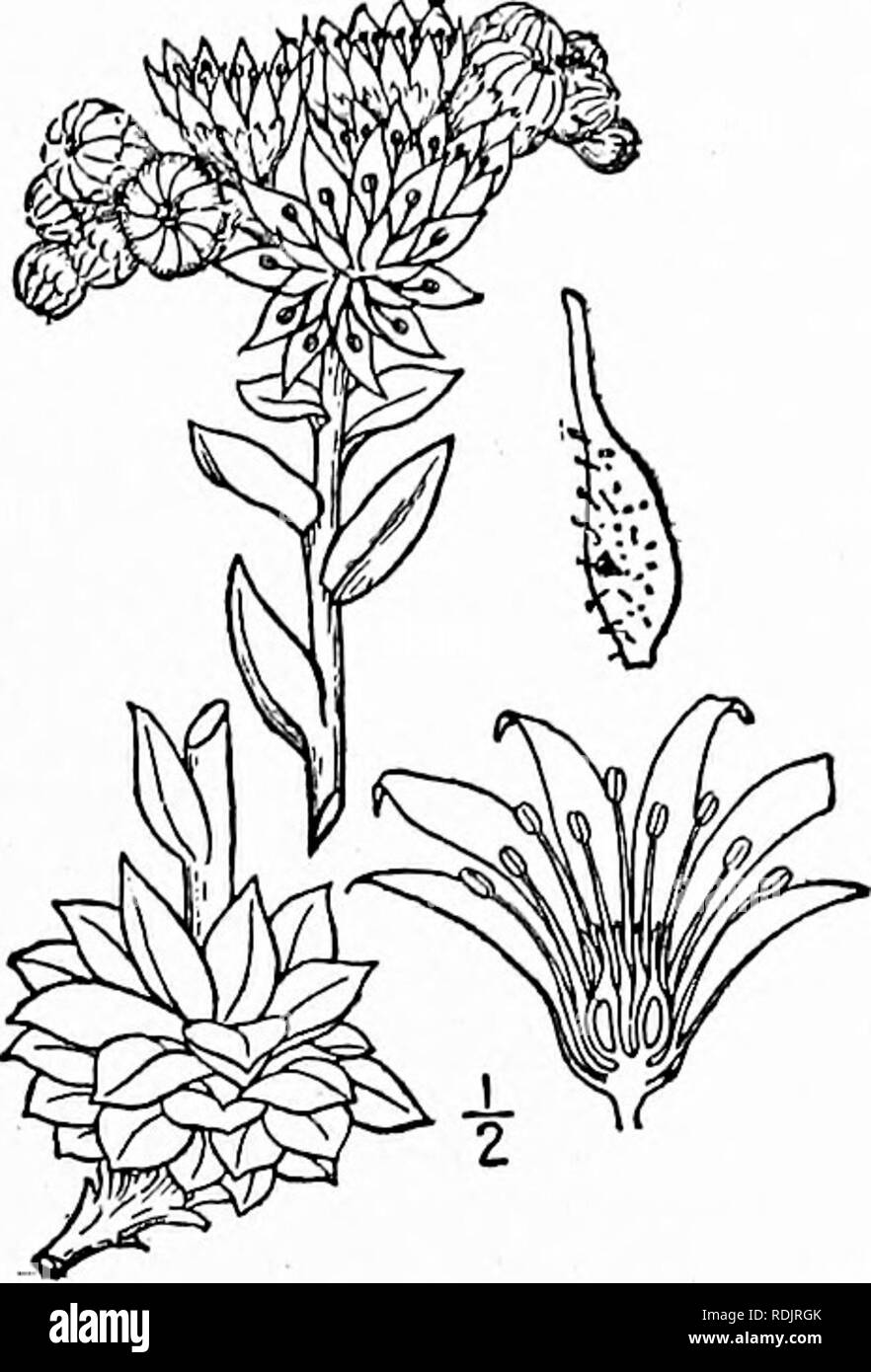 . An illustrated flora of the northern United States, Canada and the British possessions, from Newfoundland to the parallel of the southern boundary of Virginia, and from the Atlantic Ocean westward to the 102d meridian. Botany; Botany. Genus 4. ORPINE FAMILY. 2ii I. Sempervivum tectorum L. Houseleek. Fig. 2143. Sempervivum tectorum L. Sp. PI. 464. 1753. Flowering stems about 1° high, the barren shoots forming lateral nearly globular tufts. Leaves oval or ovate, the lower I'-ii' long, very thick, short-pointed, bordered by a line of stiff short hairs; cyme large, dense; flowers sometimes l' br Stock Photo