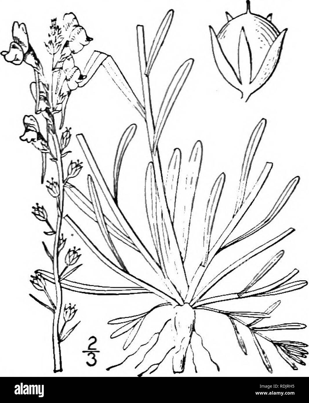 . An illustrated flora of the northern United States, Canada and the British possessions, from Newfoundland to the parallel of the southern boundary of Virginia, and from the Atlantic Ocean westward to the 102d meridian. Botany; Botany. Mexico. Naturalized from Europe. June-Oct. Brideweed. Flaxweed. Eggs and bacon. Yellow toad-flax. Impudent lawyer. Jacob's-ladder. Rancid. Wild flax or tobacco. Devil's flax. Snap-dragon. Devil's- flower. Dead men's bones. Bread and butter. Continental weed. Gallwort. Rabbit-flower. Widely distributed in temperate regions as a weed. Linaria genistaefolia (L.) M Stock Photo