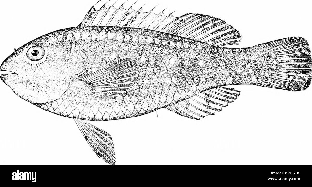 . A guide to the study of fishes. Fishes; Zoology; Fishes. 392 Chromides and Pharyngognathi In the large genus Sparisoma the teeth are more com- pletely joined. In this group, which is found only in the trop- ical Atlantic, the lower pharyngeals are broader than long and. Fig. 326.—Sparisoma hoplomysiax (Cope). Key West. hexagonal. The teeth of the jaws are not completely united, the dorsal spines are pungent, the lateral line not interrupted, and the gdl membranes broadly united to the isthmus. Of the numerous species the dull-colored Sparisoma flaves-. Please note that these images are extra Stock Photo