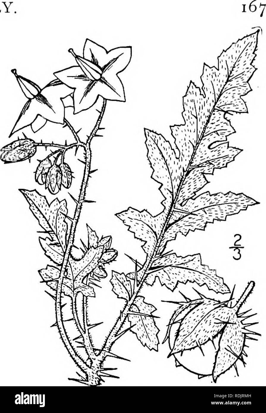 . An illustrated flora of the northern United States, Canada and the British possessions, from Newfoundland to the parallel of the southern boundary of Virginia, and from the Atlantic Ocean westward to the 102d meridian. Botany; Botany. Genus 6. POTATO FAMILY. 8. Solatium sisymbriifolium Lam. Viscid Nightshade. Fig. 3724. Solatium sisymbriifolium Lam. 111. 2: 25. 1793. Annual, branched, 2°-4° high, villous-pubescent with long viscid hairs and armed all over with bright yellow prickles. Leaves thin, deeply pinnatifid into oblong toothed or sinuate lobes; flowers li'-ii' broad, light blue or whi Stock Photo