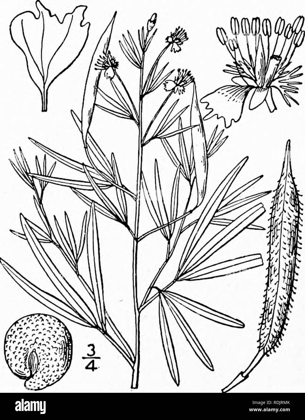 . An illustrated flora of the northern United States, Canada and the British possessions, from Newfoundland to the parallel of the southern boundary of Virginia, and from the Atlantic Ocean westward to the 102d meridian. Botany; Botany. 198 CAPPARIDACEAE. Vol. II. 2. CRISTATELLA Nutt. Journ. Acad. Phil. 7: 85. pi. p. 1834. Annual viscid glandular-pubescent herbs, with digitately 3-foliolate leaves, and small white or yellowish flowers in terminal bracted racemes. Sepals spreading, slightly united at the base. Petals 4, laciniate or fimbriate at the summit, borne on long slender claws, the 2 lo Stock Photo