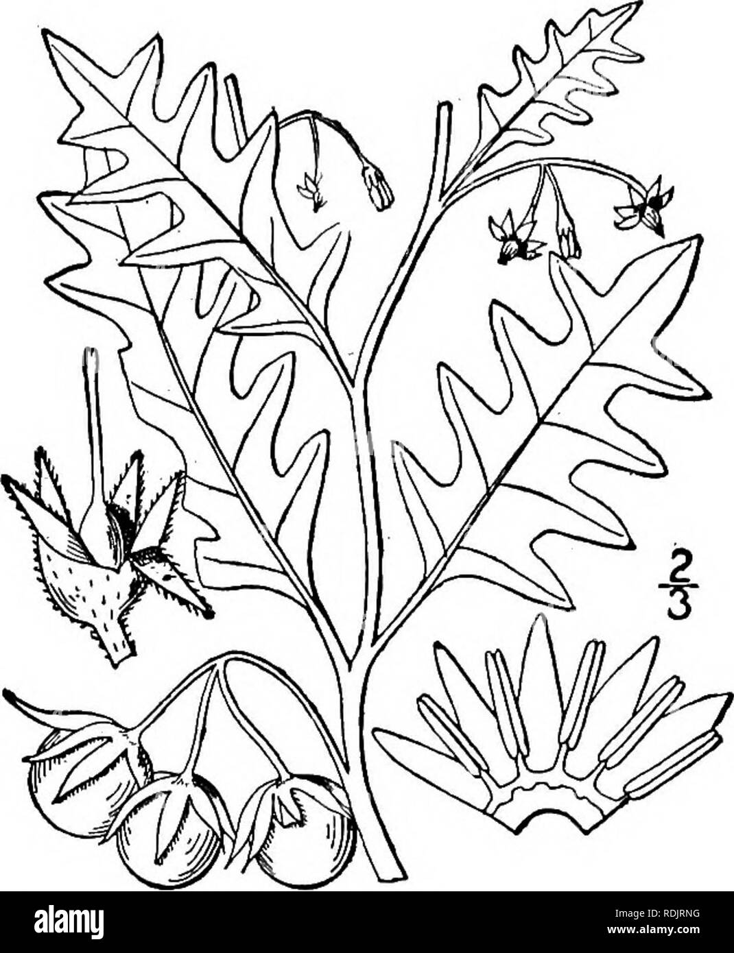 . An illustrated flora of the northern United States, Canada and the British possessions, from Newfoundland to the parallel of the southern boundary of Virginia, and from the Atlantic Ocean westward to the 102d meridian. Botany; Botany. Genus 6. POTATO FAMILY. 165 Solatium villosum (L.) Mill., with coarsely den- tate ^ leaves, the pubescence villous and somewhat viscid, has been found in ballast about the seaports. 2. Solanum trifldrum Nutt. Cut-leaved Nightshade. Fig. 3718. Solanum triflorum Nutt. Gen. 1: 128. 1818. Annual, sparingly pubescent with simple hairs, or glabrous; stem branched, i° Stock Photo