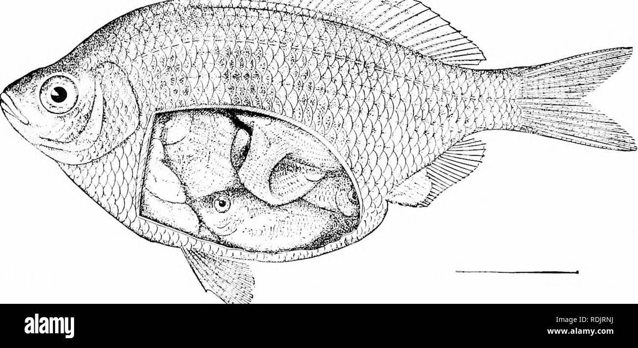 . A guide to the study of fishes. Fishes; Zoology; Fishes. 372 Labyrinthici and Holconoti opening of which is partly closed by a fold of the mucous mem- brane.&quot; Ophicephalus striatus is the most widely diffused species in China, India, and the Philippines, Kving in grassy swamps and biting at any bait from a live frog to an artificial salmon-fly. It has been introduced into Hawaii. Ophicephalus marulius is another very common species, as is also Channa orientalis, known by the absence of ventral fins. Suborder Holconoti, the Surf-fishes.—Another offshoot from the perch-like forms is the s Stock Photo
