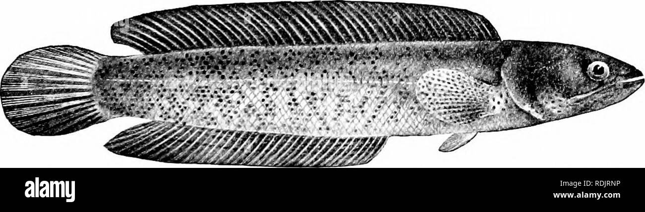 . A guide to the study of fishes. Fishes; Zoology; Fishes. Fig. 304.—Channa formosana Jordan &amp; Evermami. Streams of Formosa. These fishes have no special organ for holding water on the gills, but the gill space may be partly closed by a membrane. According to Dr. Gunther, these fishes are &quot;able to survive drought living in semi-fluid mud or lying in a torpid state below the hard-baked crusts of the bottom of a tank from which every drop of water has disappeared. Respiration is. Fig. 305.—Snake-headed China-fish, Ophiceplialus barca. India. (After Day.) probably entirely suspended duri Stock Photo