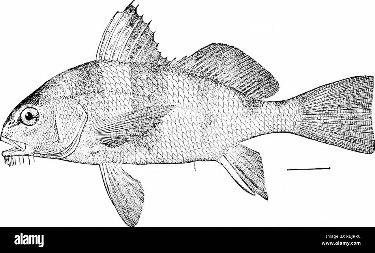 . A guide to the study of fishes. Fishes; Zoology; Fishes. 358 Surmullets, Croakers, etc. ear-bones not clearly identifiable are found from the Miocene on. These structures are more highly specialized in this group than in any other.. Fig. 296.—Drum, Pogonias chromis (Linna?us). Matanzas, Fla. The Sillaginidae, etc.—Allied to the ScicBnidcs is the small family of Kisugos, Sillaginidcs, of the coasts of Asia. These are slender, cylindrical fishes, silvery in color, with a general resemblance to small Scicsnas. Sillago japonicus, the kisugo of Japan, is a very abundant species, valued as food. S Stock Photo