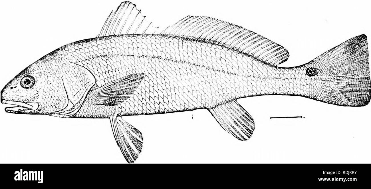 . A guide to the study of fishes. Fishes; Zoology; Fishes. 356 Surmullets, Croakers, etc. another large fish, similar in value to the red drum. Pseudo- sciczna antaronca is the kingfish of Australia. To Scicena belong many species, largely Asiatic, with the mouth inferior, without barbels, the teeth small, and the convex snout marked with mucous pores. ScicBna umbra, the ombre, is the common European species, Scicena saturna, the black roncador of Cali- fornia is much like it. Scicrua ddiciosa is one of the most valued. Fig. 29.3 Texas. -Red Drum, Scinnops occltafa LinniTus. food-fishes of Per Stock Photo