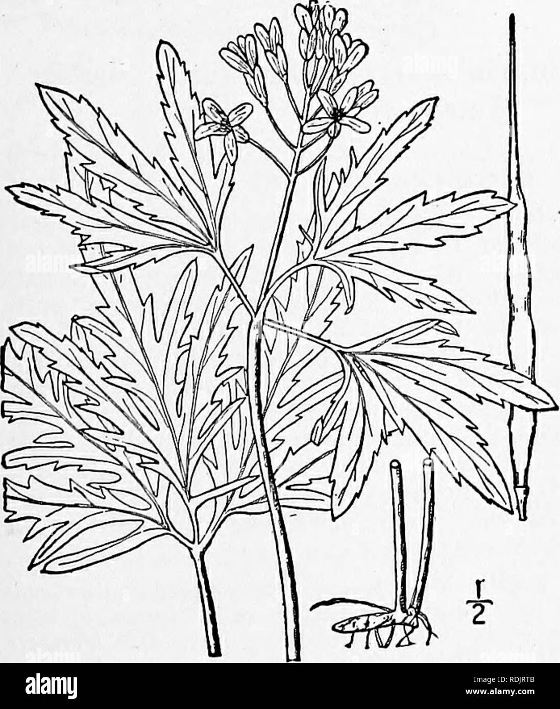 . An illustrated flora of the northern United States, Canada and the British possessions, from Newfoundland to the parallel of the southern boundary of Virginia, and from the Atlantic Ocean westward to the 102d meridian. Botany; Botany. Perennial, weak, ascending or decum- bent, forming long stolons; roots fibrous. Basal leaves and stem-leaves similar, the lower petioled, the upper sessile, ovate, oval, or orbicular, obtuse, undulate angled or entire, thin, the base rounded, trun- cate or cordate; pedicels 4&quot;-l2&quot; long; flowers white, 2&quot;-3&quot; broad; pods Hnear, 7&quot;-8&quot; Stock Photo