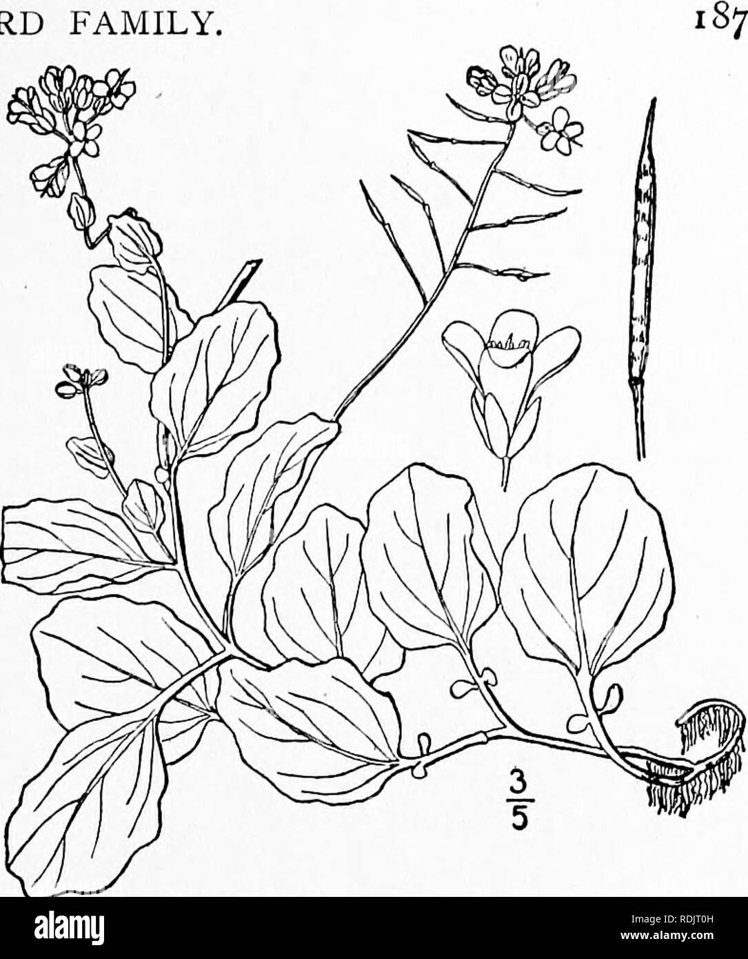 . An illustrated flora of the northern United States, Canada and the British possessions, from Newfoundland to the parallel of the southern boundary of Virginia, and from the Atlantic Ocean westward to the 102d meridian. Botany; Botany. Genus 34. MUSTARD FAMILY, 10. Cardamine rotundifolia Michx. Round-leaved or American Water-cress. Fig. 2092. Cardamine rotundifolia Miclix. Am. 2 •. 30. 1803. Fl. Bor.. Perennial, weak, ascending or decum- bent, forming long stolons; roots fibrous. Basal leaves and stem-leaves similar, the lower petioled, the upper sessile, ovate, oval, or orbicular, obtuse, un Stock Photo