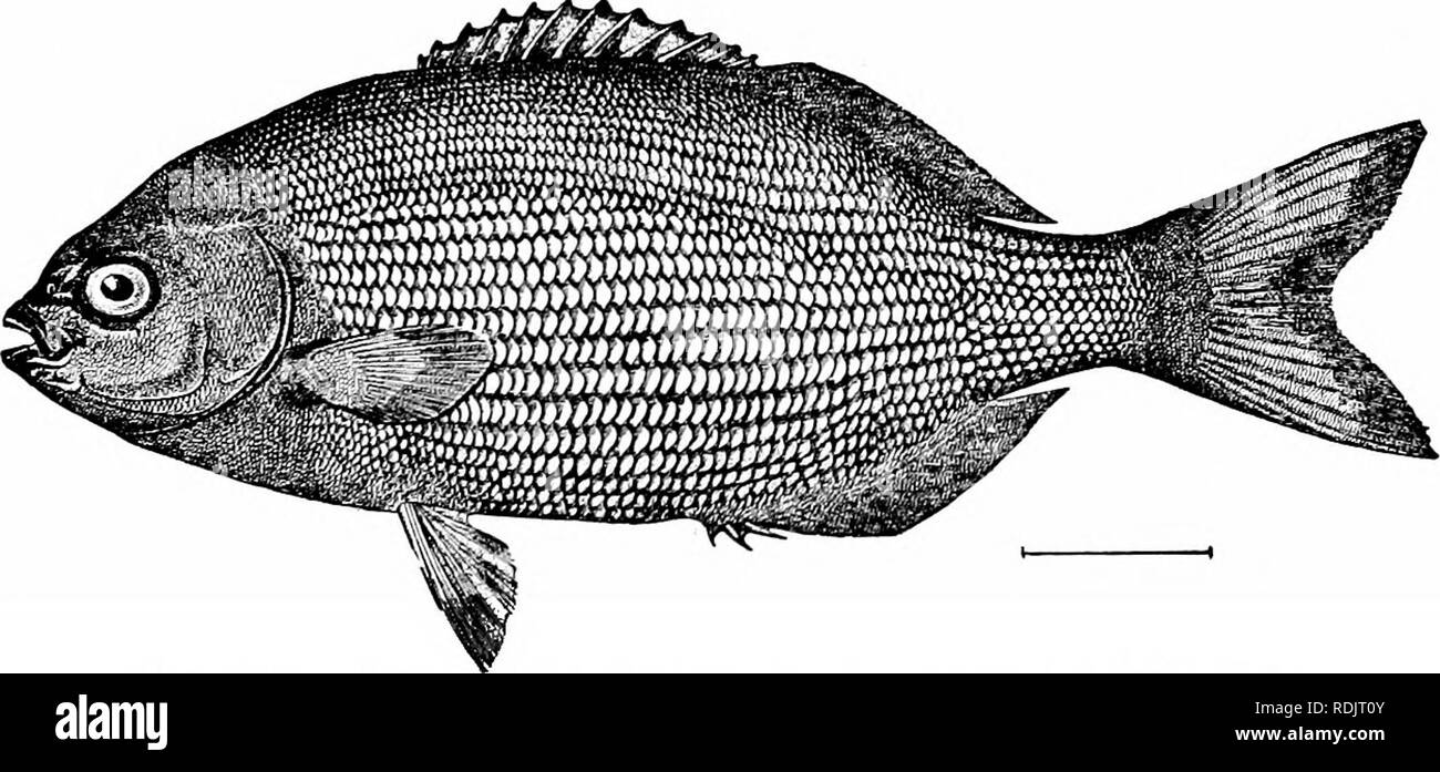 . A guide to the study of fishes. Fishes; Zoology; Fishes. Fig. 2S7.—Irish Pampano, Gerres oHsfhostomus Goode &amp; Bean. Indian River, Fla. The Rudder-fishes: Kyphosidae.—The Kyphosidcc, called rud- der-fishes, have no molars, the front of the jaws being oc- cupied by incisors, which are often serrated, loosely attached,. Fig. 288.—Chopa or Rudder-fish, Kyphosus sectatrix (Linnaeus). Wood's Hole, Mass. and movable. The numerous species are found in the warm seas and are chiefly herbivorous. Boops boops and Boops salpa, known as boga and salpa,. Please note that these images are extracted from Stock Photo