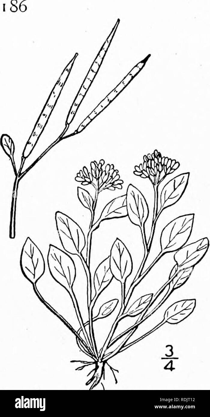 . An illustrated flora of the northern United States, Canada and the British possessions, from Newfoundland to the parallel of the southern boundary of Virginia, and from the Atlantic Ocean westward to the 102d meridian. Botany; Botany. CRUCIFERAE. Vol. II. 7. Cardamine bellidifolia L. Alpine Cress. Fig. 2089. Cardamine bellidifolia L. Sp. PI. 654. 1753. Perennial, tufted, glabrous, 2'-$' high, with fibrous roots. Lower leaves long-petioled, ovate, obtuse, the blades 4&quot;-8&quot; long, 3&quot;-4&quot; broad, abruptly contracted into the petiole, entire, or with a few rounded teeth ; upper l Stock Photo