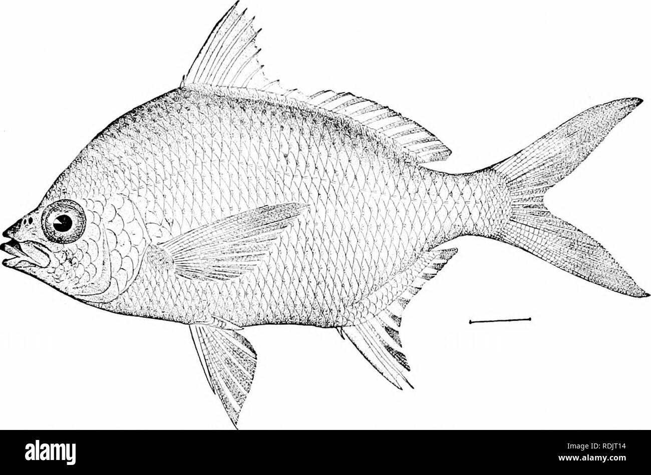 . A guide to the study of fishes. Fishes; Zoology; Fishes. The Bass and their Relatives 349 on the Florida coast and in the West Indies. The family of LeiognathidcB, already noticed (page 287), should stand next to the Gerridce.. Fig. 2S7.—Irish Pampano, Gerres oHsfhostomus Goode &amp; Bean. Indian River, Fla. The Rudder-fishes: Kyphosidae.—The Kyphosidcc, called rud- der-fishes, have no molars, the front of the jaws being oc- cupied by incisors, which are often serrated, loosely attached,. Please note that these images are extracted from scanned page images that may have been digitally enhanc Stock Photo