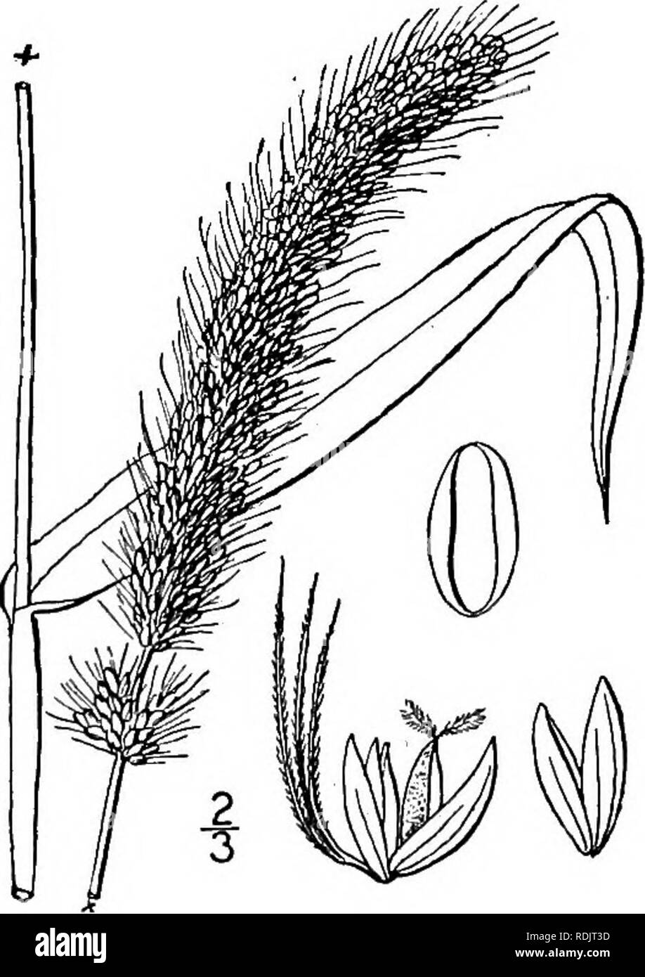 . An illustrated flora of the northern United States, Canada and the British possessions, from Newfoundland to the parallel of the southern boundary of Virginia, and from the Atlantic Ocean westward to the 102d meridian. Botany; Botany. i66 GRAMINEAE. Vol. I.. German or hungarian millet. 5. Chaetochloa italica (L.) Scribn. Italian Millet. Hungarian Grass. Fig. 394. Panicum italicum L. Sp. PI. 56. 1753. Setaria italica R. &amp; S. Syst. 2: 493. 1817. Chamaeraphis italica Kuntze, Rev. Gen. PI. 768. 1891. Ixophorus italicus Nash, Bull. Torr. Club, 22: 423. 1895. C. italica Scribn. Bull. U. S. Dep Stock Photo