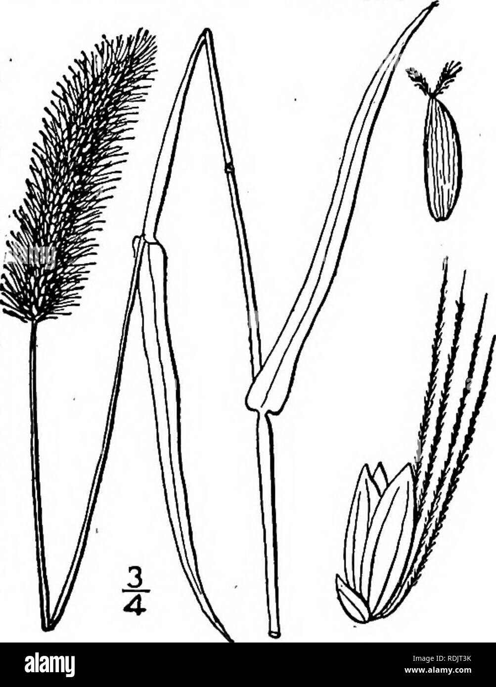 . An illustrated flora of the northern United States, Canada and the British possessions, from Newfoundland to the parallel of the southern boundary of Virginia, and from the Atlantic Ocean westward to the 102d meridian. Botany; Botany. 3. Chaetochloa imberbis (Poir.) Scribn. Per- ennial Foxtail-grass. Fig. 392. Panicum imberbe Poir. in Lam. Encycl. Suppl. 4: 272. 1816. C. imberbis Scribn. Bull. U. S. Dep. Agr. Agrost. 4: 39. 1897. C. versicolor Bicknell, Bull. Torr. Club, 25: 105. 1898. C. occidentalis Nash, in Britt. Man. 90. 1901. Culms single or somewhat tufted, from a branch- ing rootstoc Stock Photo