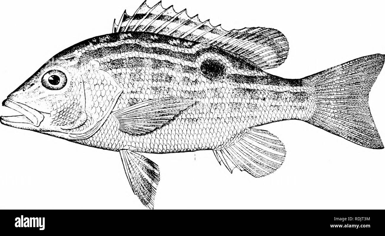 . A guide to the study of fishes. Fishes; Zoology; Fishes. Fig. 271.—Iloplopagrus guntheri GUI. Mazatlan. of Florida and Cuba are the dog snapper or jocii {Lutianns jocn), the schoolmaster or caji {Lutianus apodits), the black-fin snapper or sese de lo alto {Lutianus buccanella), the silk snapper or. Fig. 272.—L; ane Snapper or Biajaiba, Lvtianus synngris (Linnmis). Key West. pargo de lo alto (Lutianus vivanus), the abundant lane snapper or biajaiba (Luiiauiis synagris), and the mahogany snapper. Please note that these images are extracted from scanned page images that may have been digitally  Stock Photo