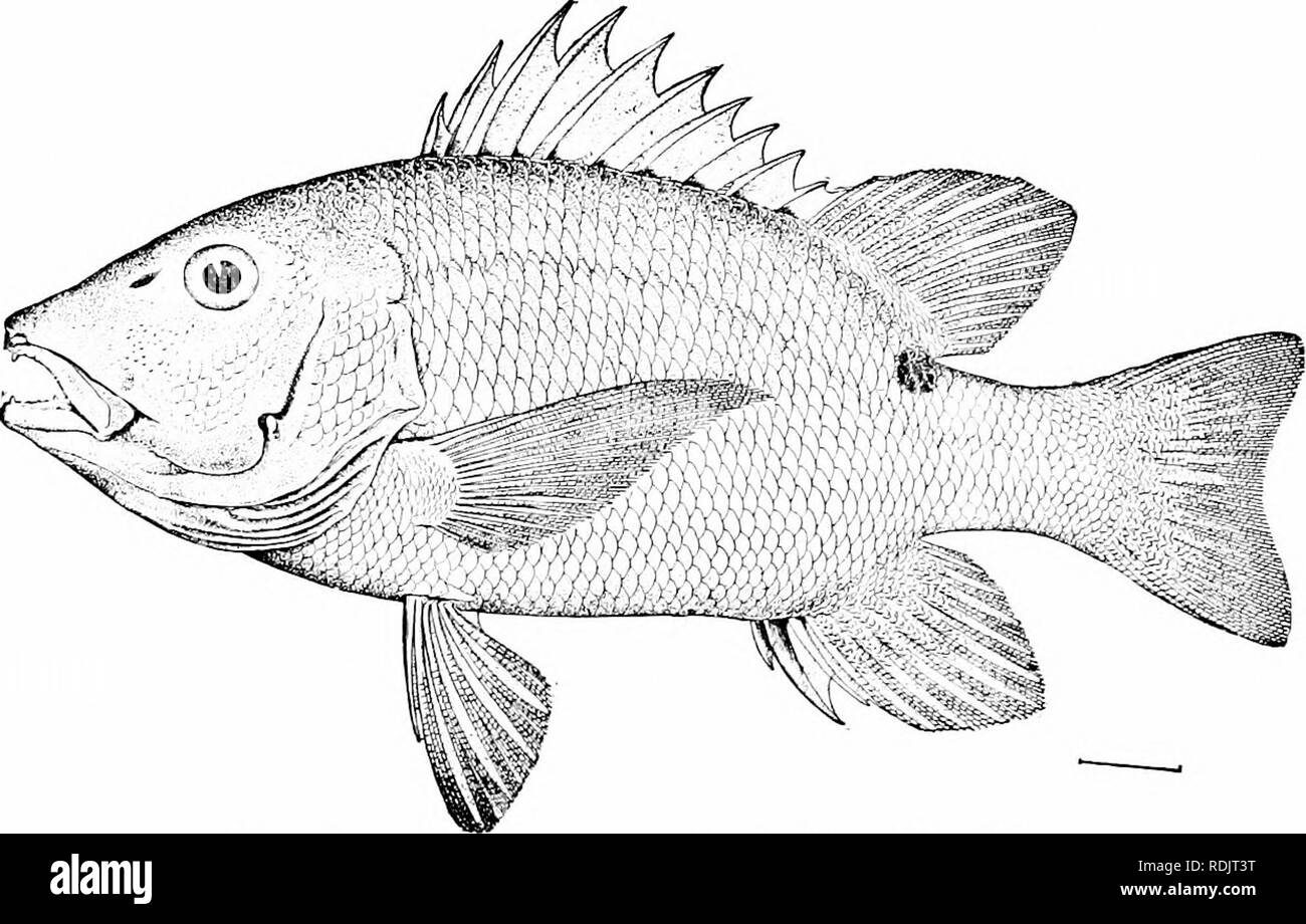 . A guide to the study of fishes. Fishes; Zoology; Fishes. 336 The Bass and their Relatives also held under suspicion on Tutuila, though other fishes of this type are regarded as always safe. Other common snappers. Fig. 271.—Iloplopagrus guntheri GUI. Mazatlan. of Florida and Cuba are the dog snapper or jocii {Lutianns jocn), the schoolmaster or caji {Lutianus apodits), the black-fin snapper or sese de lo alto {Lutianus buccanella), the silk snapper or. Please note that these images are extracted from scanned page images that may have been digitally enhanced for readability - coloration and ap Stock Photo