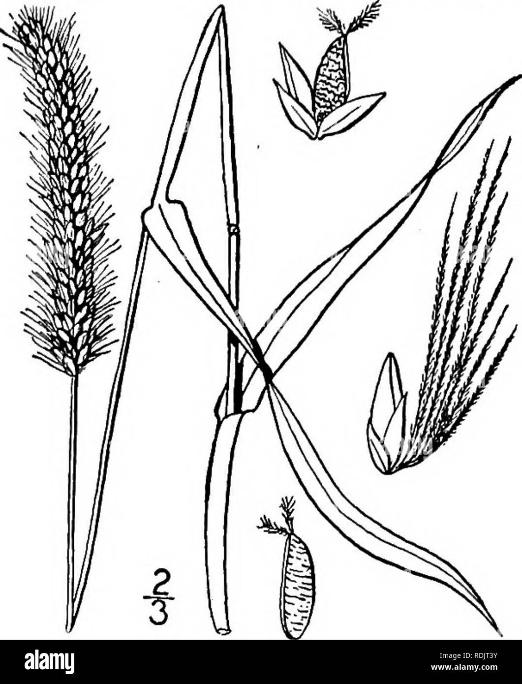 . An illustrated flora of the northern United States, Canada and the British possessions, from Newfoundland to the parallel of the southern boundary of Virginia, and from the Atlantic Ocean westward to the 102d meridian. Botany; Botany. Genus 21, GRASS FAMILY. 165 2. Chaetochloa glauca (L.) Scribn. Yellow Foxtail. Pigeon-grass. Fig. 391. Panicum glaucum L. Sp. PI. 56. 1753. Setaria glauca Beauv. Agrost. 51. 1812. Chamaeraphis glauca Kuntze, Rev. Gen. PI. 767. 1891. Ixophorus glaucus Nash, Bull. Torr. Club, 22: 423. 1895. Chaetochloa glauca Scribn. Bull. U. S. Dep.' Agr. Agrost. 4: 39. 1897. Cu Stock Photo