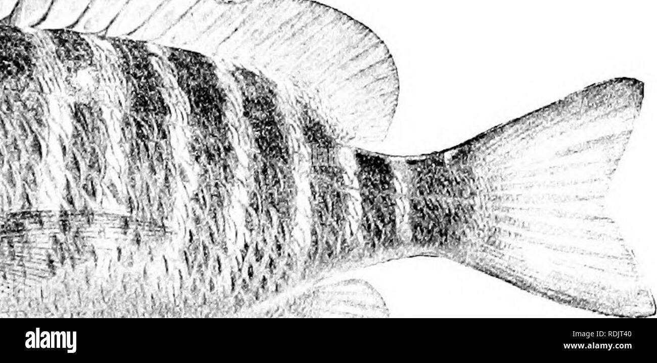 A guide to the study of fishes. Fishes; Zoology; Fishes. Fig. 270.—Lutianus  apodus (Walbauin), Schoolmaster or Caji. Family Lutianidm. fishes of the  Havana market, always in demand for banquets and festivals,