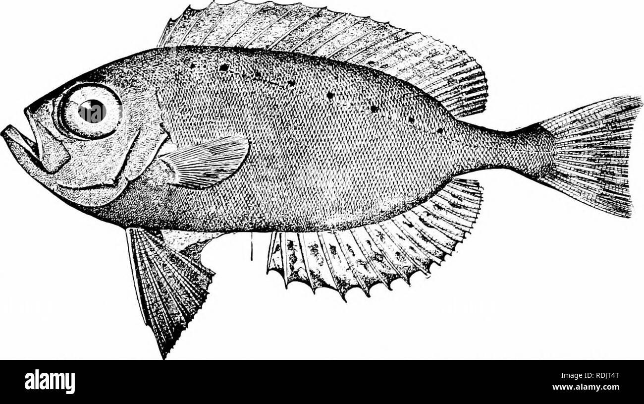 . A guide to the study of fishes. Fishes; Zoology; Fishes. Fig. 266.—Flasher, Lobotes surinamensis (Bloch). Virginia. are no teeth on vomer or palatines. The three species are robust fishes, of a large size, of a dark-green color, the front part of the head very short. They reach a length of about. Fig. 267.—Catalufa, Pnacanthus arennlu.i Cuv. * Val Wood'.s Hole, Mass. three feet and are good food-fishes. Lobotes surinamensis comes northward from the West Indies as far as Cape Cod.. Please note that these images are extracted from scanned page images that may have been digitally enhanced for r Stock Photo