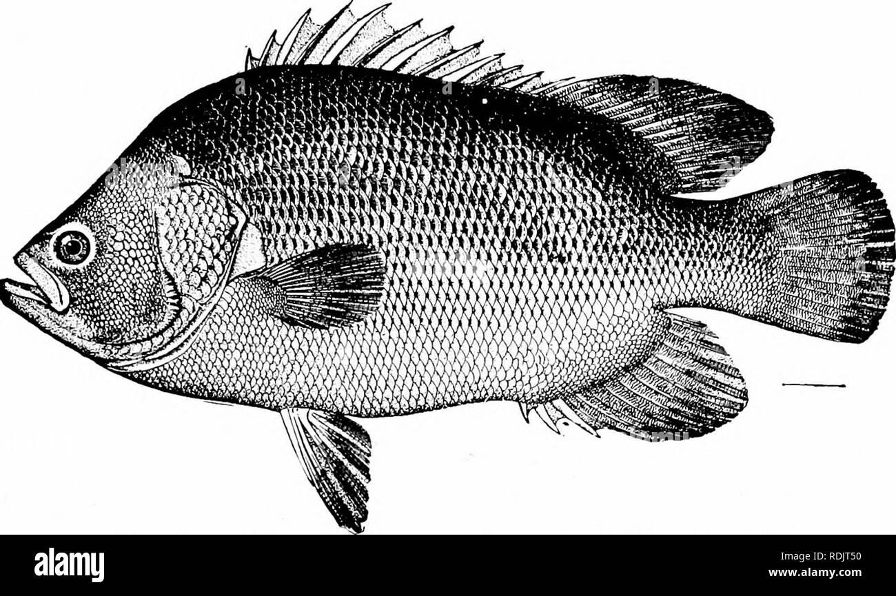 . A guide to the study of fishes. Fishes; Zoology; Fishes. The Bass and their Relatives 331 The Flashers: Lobotidae.—The small family of Lohotidce, flash- ers, or triple-tails, closely resembles the Scrranidao, but there. Fig. 266.—Flasher, Lobotes surinamensis (Bloch). Virginia. are no teeth on vomer or palatines. The three species are robust fishes, of a large size, of a dark-green color, the front part of the head very short. They reach a length of about. Please note that these images are extracted from scanned page images that may have been digitally enhanced for readability - coloration a Stock Photo