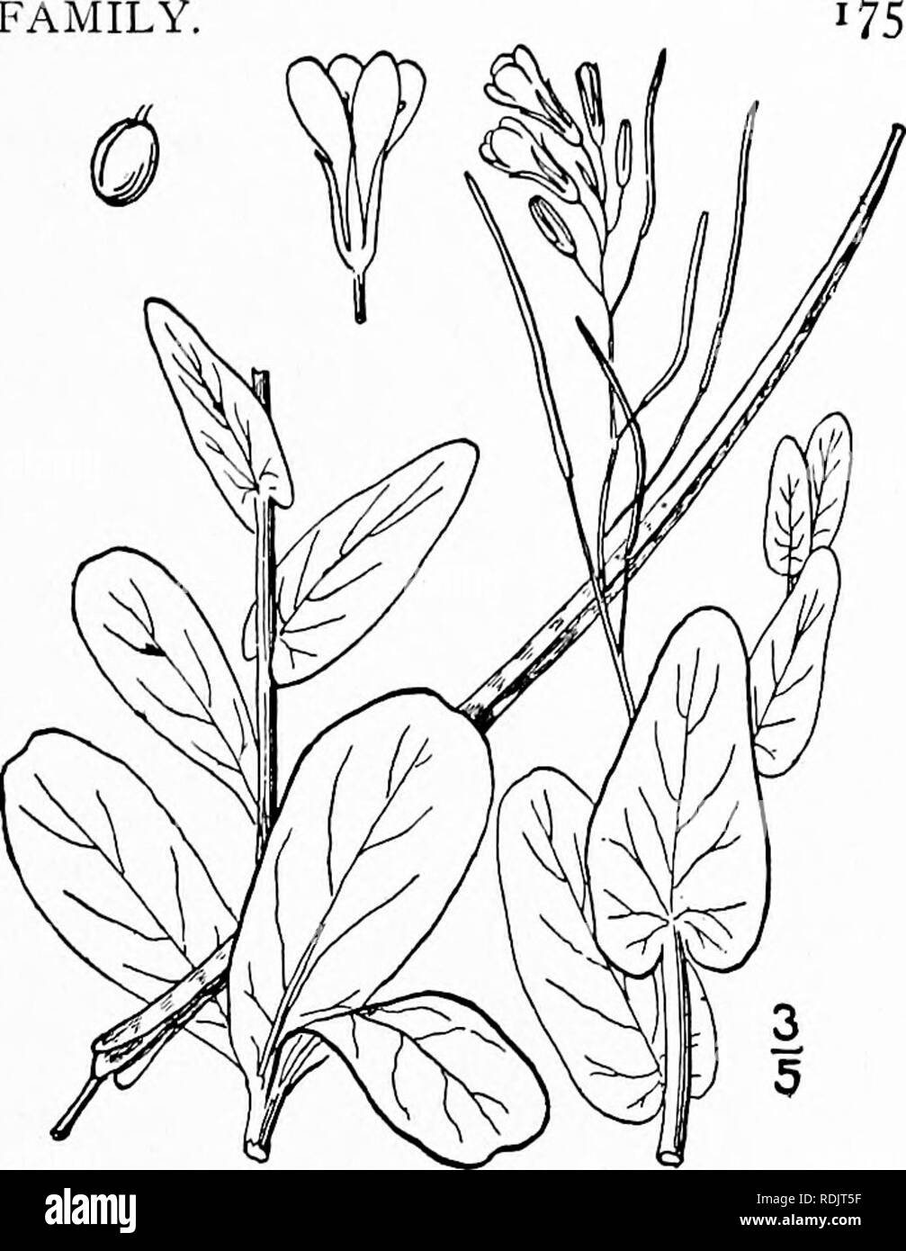 . An illustrated flora of the northern United States, Canada and the British possessions, from Newfoundland to the parallel of the southern boundary of Virginia, and from the Atlantic Ocean westward to the 102d meridian. Botany; Botany. Genus 28 MUSTARD FAMILY I. Conringia orientalis (L.) Dumort. Hare's-ear, Treacle Mustard. Fig. 2061. Brassica orientalis L. Sp. PI. 666. 1753. E. perfoliatum Crantz, Stirp. Aust. i : 27, 1762. Brassica perfoliata Lam. Encycl. i : 748. 1783. Erysimum orientale R. Br. Hort. Kew. Ed. 2, 4: 117. 1812. Conringia perfoliata Link, Enum. 2: 172. 1822. C. orientalis Dum Stock Photo