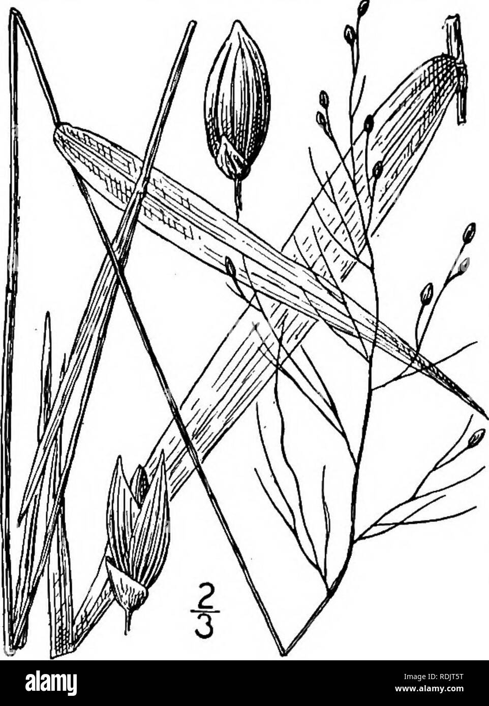 . An illustrated flora of the northern United States, Canada and the British possessions, from Newfoundland to the parallel of the southern boundary of Virginia, and from the Atlantic Ocean westward to the 102d meridian. Botany; Botany. GRAMINEAE. Vol. I. 68. Panicum malacophyllum Nash. Soft- leaved Panic-grass. Fig. 378. P. malacophyllum Nash, Bull. Torr. Club, 24: 198. 1897. Culms i°-2° tall, slender, finally somewhat branched above, papillose-hirsute with long spread- ing hairs, the nodes densely barbed; sheaths papillose- hirsute with long spreading hairs; blades 2-4' long, 2i&quot;-6&quot Stock Photo