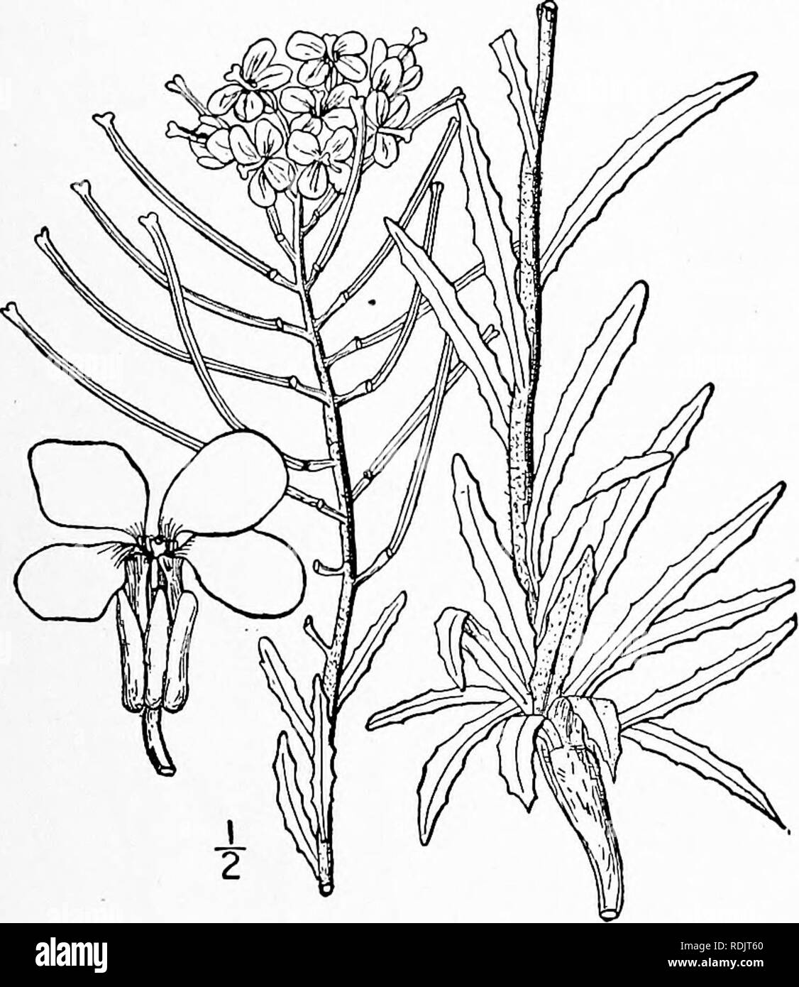 . An illustrated flora of the northern United States, Canada and the British possessions, from Newfoundland to the parallel of the southern boundary of Virginia, and from the Atlantic Ocean westward to the 102d meridian. Botany; Botany. 4. Cheirinia aspera (DC.) Britton. Western Wall-flower. Fig. 2058. Yellow Phlox.. Erysimum lanceolatum Pursh, Fi. Am. Sept. 436. 1814. Not R. Br. 1812. Erysimutn asperum DC. Syst. 2: 505. 1821. Erysimum arkansanum Nutt.; T. &amp; G. Fl. N. A. 1: 95. 1838. Rough-pubescent or hoary, l°-3° high, simple or branching above. Lower leaves lanceolate or linear, taperin Stock Photo