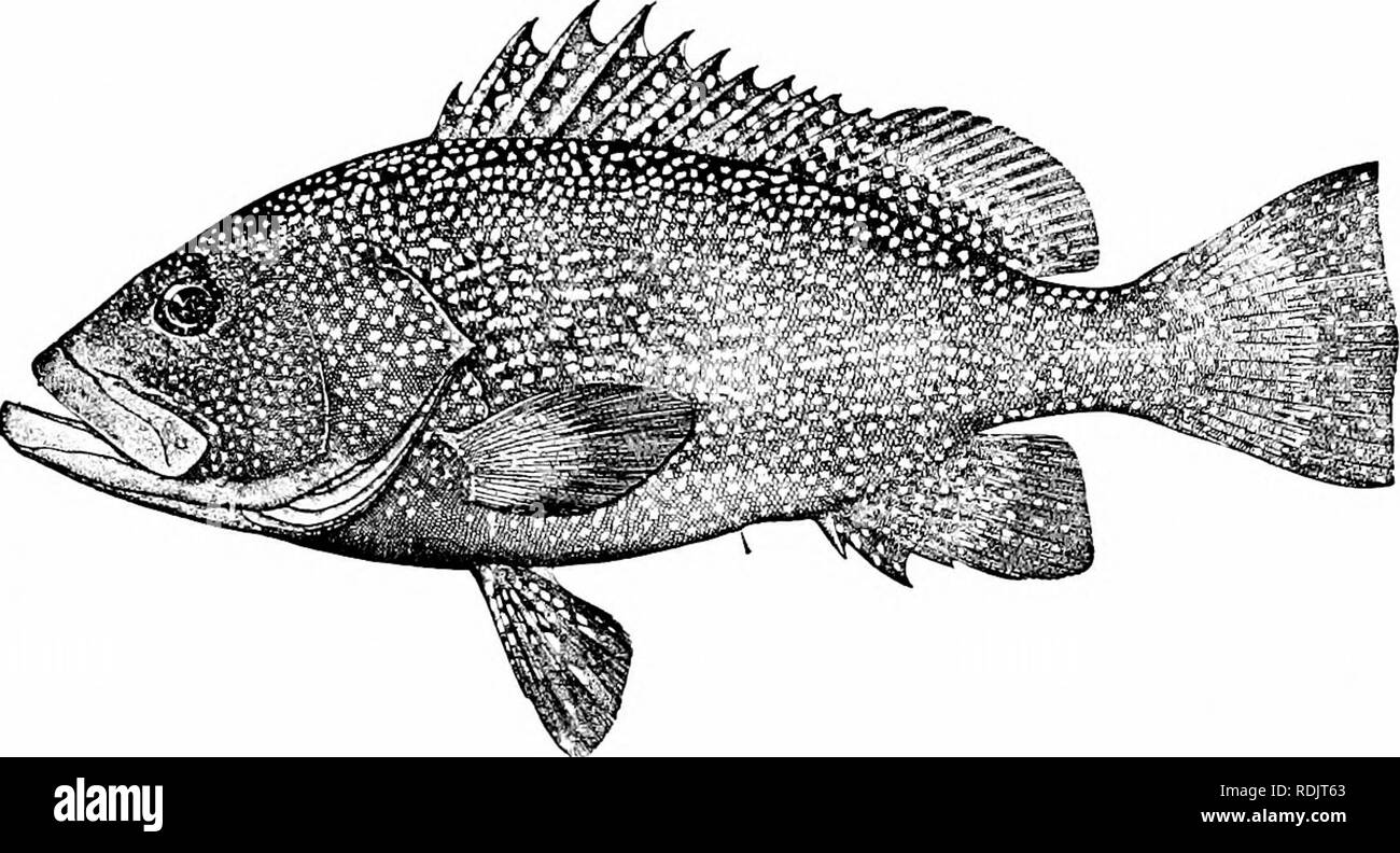 . A guide to the study of fishes. Fishes; Zoology; Fishes. The Bass and their Relatives 325 fishes of importance. Epinephehis nierra, Epinepheliis gilberti, and Epinephelus tauvina are among tlie more common spe- cies of Polynesia. Epinephelus corallicola, a species profusely. Fig. 259.—Joliii Paw or Speckled Hind, Epinephelus drummond-hayi Gnode Peiisacola. spotted, abounds in the crevices of coral reefs, while CcpJi- olopholis argns and C. leopardus are showy fishes of the deeper channels. Mycteroperca veiienosa, the yellow-finned grouper, is a large and handsome fish of the coast of Cuba, t Stock Photo