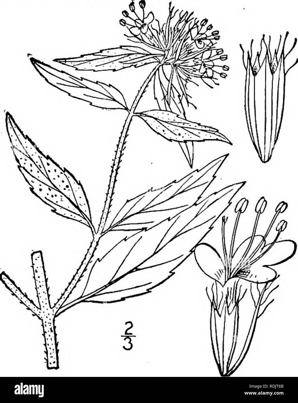 . An illustrated flora of the northern United States, Canada and the British possessions, from Newfoundland to the parallel of the southern boundary of Virginia, and from the Atlantic Ocean westward to the 102d meridian. Botany; Botany. 5. Koellia clinopodioides (T. &amp; G.) Kuntze. Basil Mountain-Mint. Fig. 3664. Pycnanthemum clinopodioides T. &amp; G.; A. Gray, Am. Journ. Sci. 42: 45. 1842. Koellia clinopodioides Kuntze, Rev. Gen. PI. 520. 1891. Pubescent or puberulent; stem slender, i°-2i° high. Leaves lanceolate or oblong-lanceolate, rather thin, short-petioled, sharply serrate, or the up Stock Photo