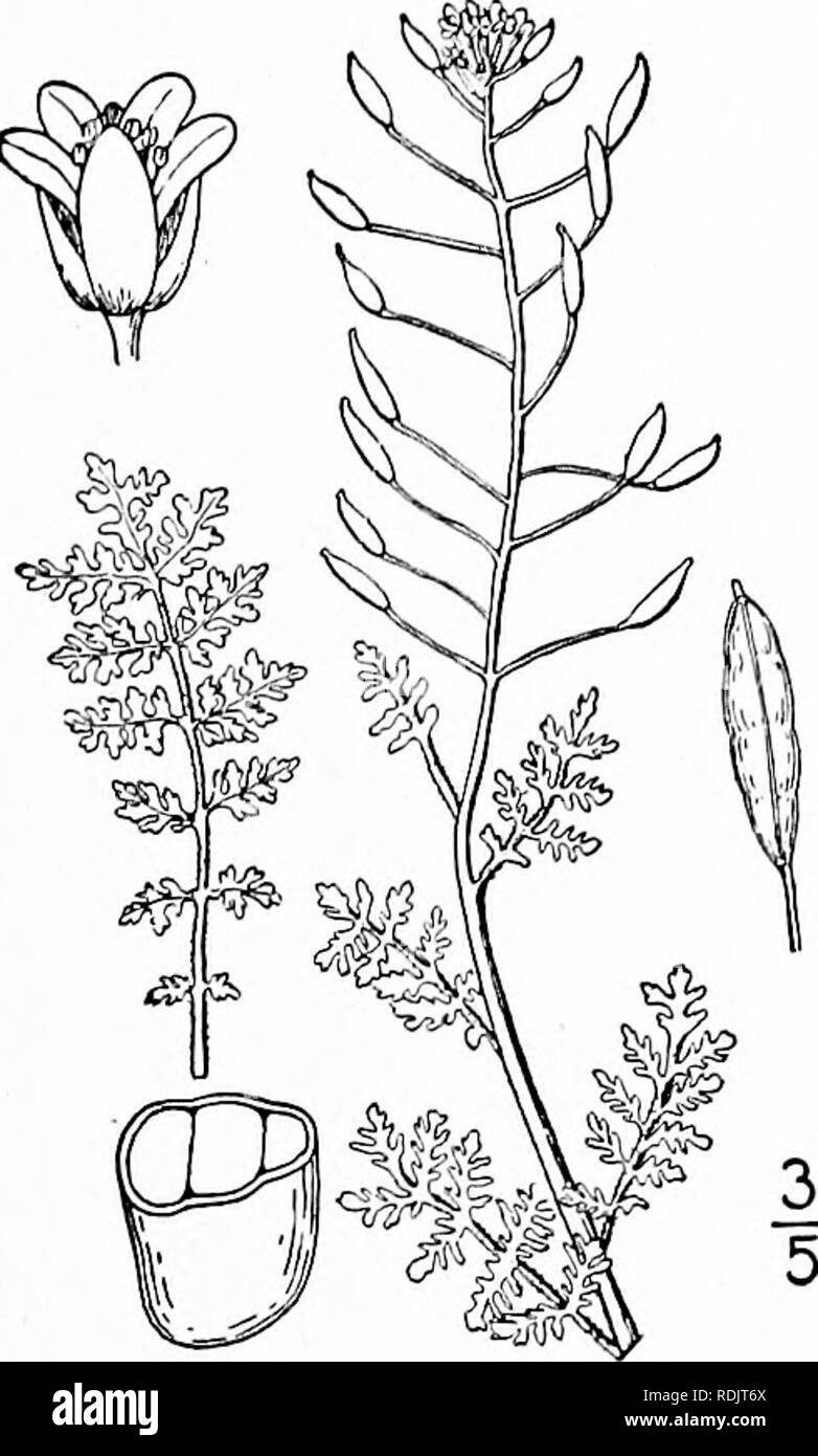 . An illustrated flora of the northern United States, Canada and the British possessions, from Newfoundland to the parallel of the southern boundary of Virginia, and from the Atlantic Ocean westward to the 102d meridian. Botany; Botany. Genus 21. MUSTARD FAMILY. 2. Sophia pinnata (Walt.) Howell. Mustard. Fig. 2052. Tansy- Erysimum pinnatum Walt. Fl. Car. 174. 1788. Sisymbrium canescens Nutt. Gen. 2: 68. 1818. Descurainia pinnata Britton, Mem. Torr. Club 5 : 173. 1894. S. pinnata Howell, Fl. N. W. Am. 1: 56. 1897. Sophia brachycarpa (Richards.) Rydb.; Britton, Man. 462. 1901. Densely canescent  Stock Photo