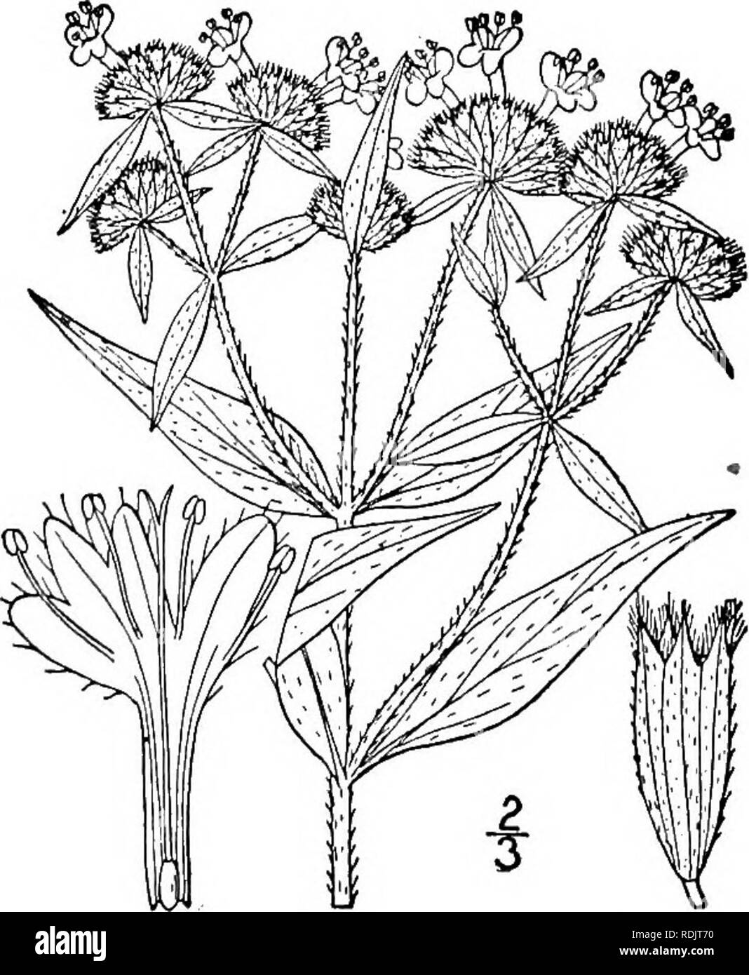 . An illustrated flora of the northern United States, Canada and the British possessions, from Newfoundland to the parallel of the southern boundary of Virginia, and from the Atlantic Ocean westward to the 102d meridian. Botany; Botany. 2. Koellia flexuosa (Walt.) MacM. Satureja Thymus virginicus L. Mant. 2 61. virginica L. 1753. Origanum fiexuosum Walt. Fl. Car. 165. 1788. Koellia capitata Moench, Meth. 408. 1794. Pycnanthemum linifolium Pursh, Fl. Am. Sept. 409. 1814. P. fiexuosum B.S.P. Prel. Cat. U. S. 42. 1888. Koellia flexuosa MacM. Met. Minn. 452. 1892. Stem slender, stiff, nearly glabr Stock Photo