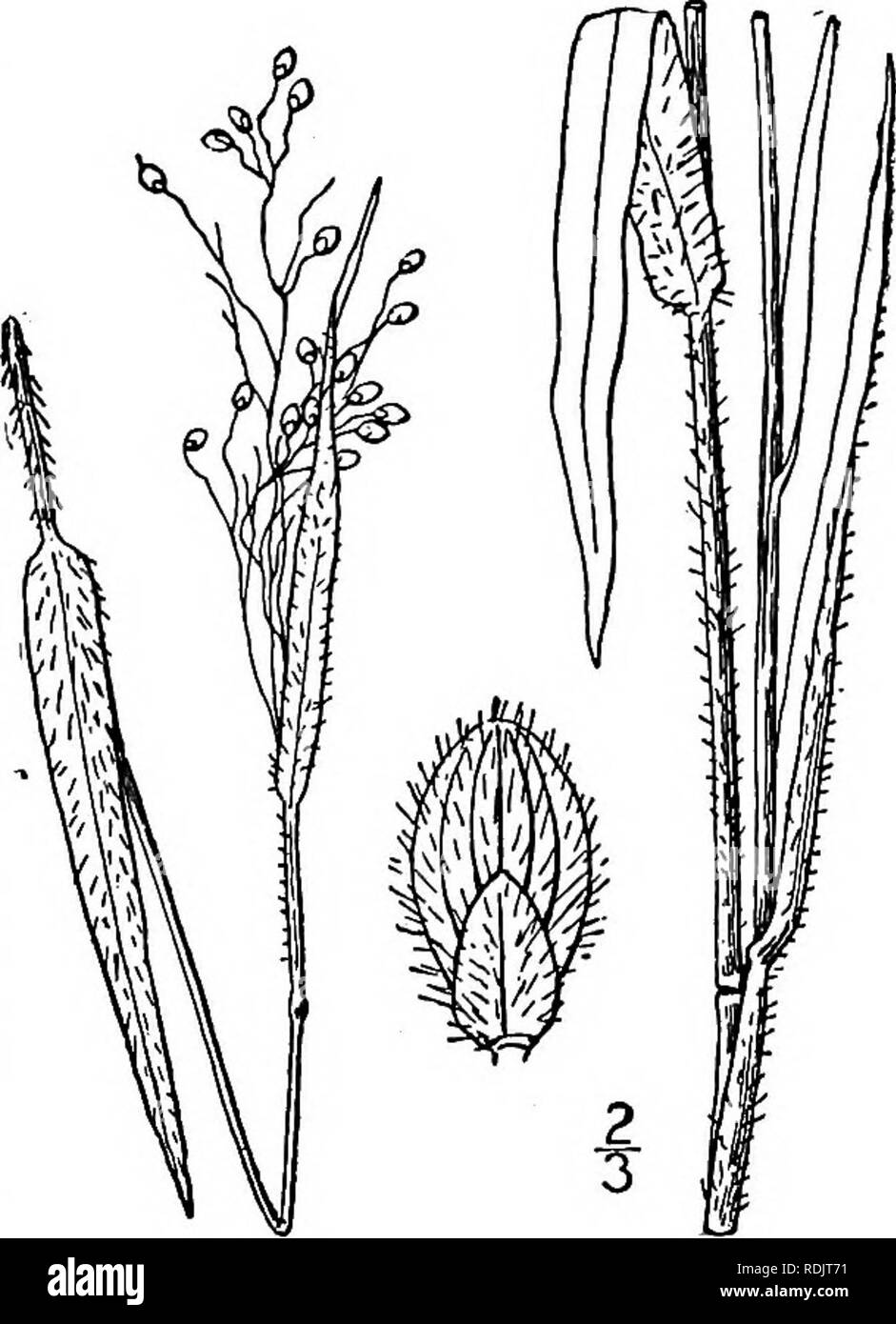 . An illustrated flora of the northern United States, Canada and the British possessions, from Newfoundland to the parallel of the southern boundary of Virginia, and from the Atlantic Ocean westward to the 102d meridian. Botany; Botany. 60. Panicum Nashianum Scribn. Nash's Panic-grass. Fig. 370. Panicum Nashianum Scribn. Bull. U. S. Dept. Agric. Div. Agrost. 7: 79. 1897. P. patulum Hitchc. Rhodora, 8: 209. 1906. Culms tufted, glabrous or puberulent, slender, 6'-i5' tall, at length much branched. Sheaths glabrous, or the lower pubescent, the primary about one-third as long as the internodes, th Stock Photo