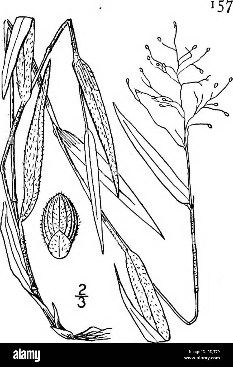 . An illustrated flora of the northern United States, Canada and the British possessions, from Newfoundland to the parallel of the southern boundary of Virginia, and from the Atlantic Ocean westward to the 102d meridian. Botany; Botany. Genus 17. GRASS FAMILY. 59. Panicum tsugetdrum Nash. Hemlock Panic- grass. Fig. 369. P. tsugetorum Nash, Bull. Torr. Club, 25: 86. 1898. Culms and sheaths pubescent with short appressed or ascending hairs intermixed toward the base with longer ones. Culms tufted, i$° or less tall, somewhat slender, at length much branched and decumbent or prostrate; sheath shor Stock Photo
